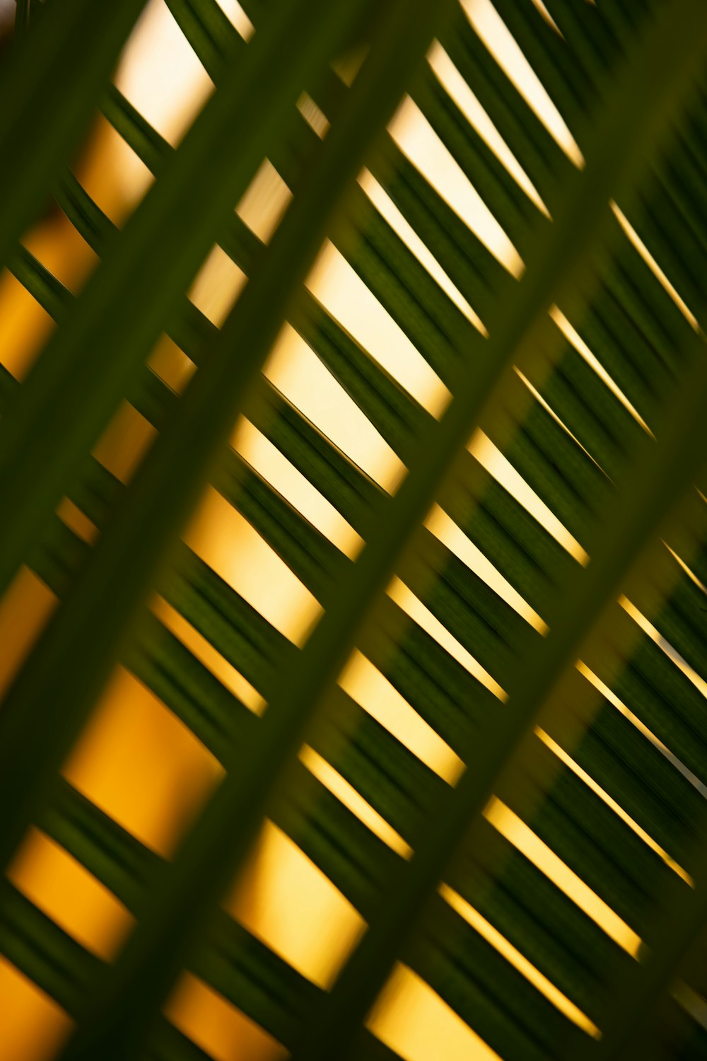 a close up of a palm leaf with a blurry background