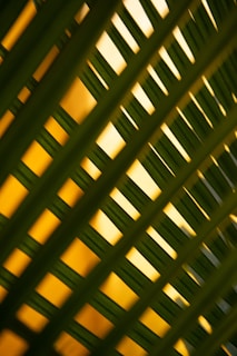 Hands weaving natural fibers with sunlight filtering through palm leaves.