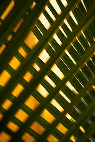 Hands weaving natural fibers with sunlight filtering through palm leaves.
