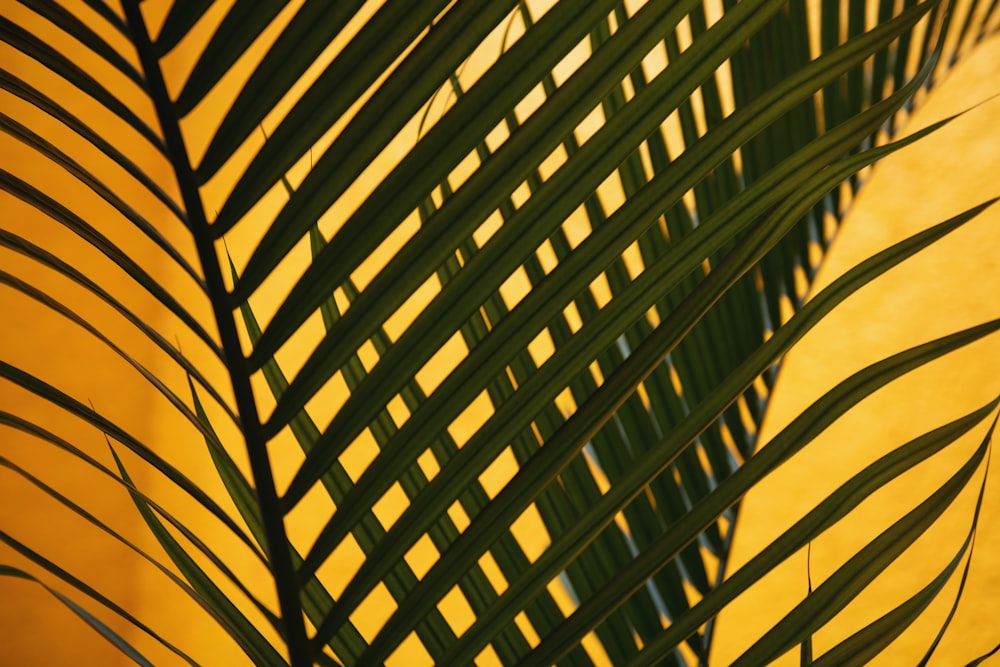 a close up of a palm leaf against a yellow background
