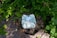 A green diaper with a pattern featuring white bunnies and other small shapes is placed on a tree stump in a natural setting. The surroundings are filled with lush green leaves and grass, with some wooden planks visible on the ground.