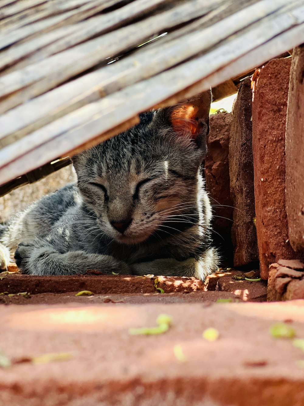 a cat that is laying down under a bench