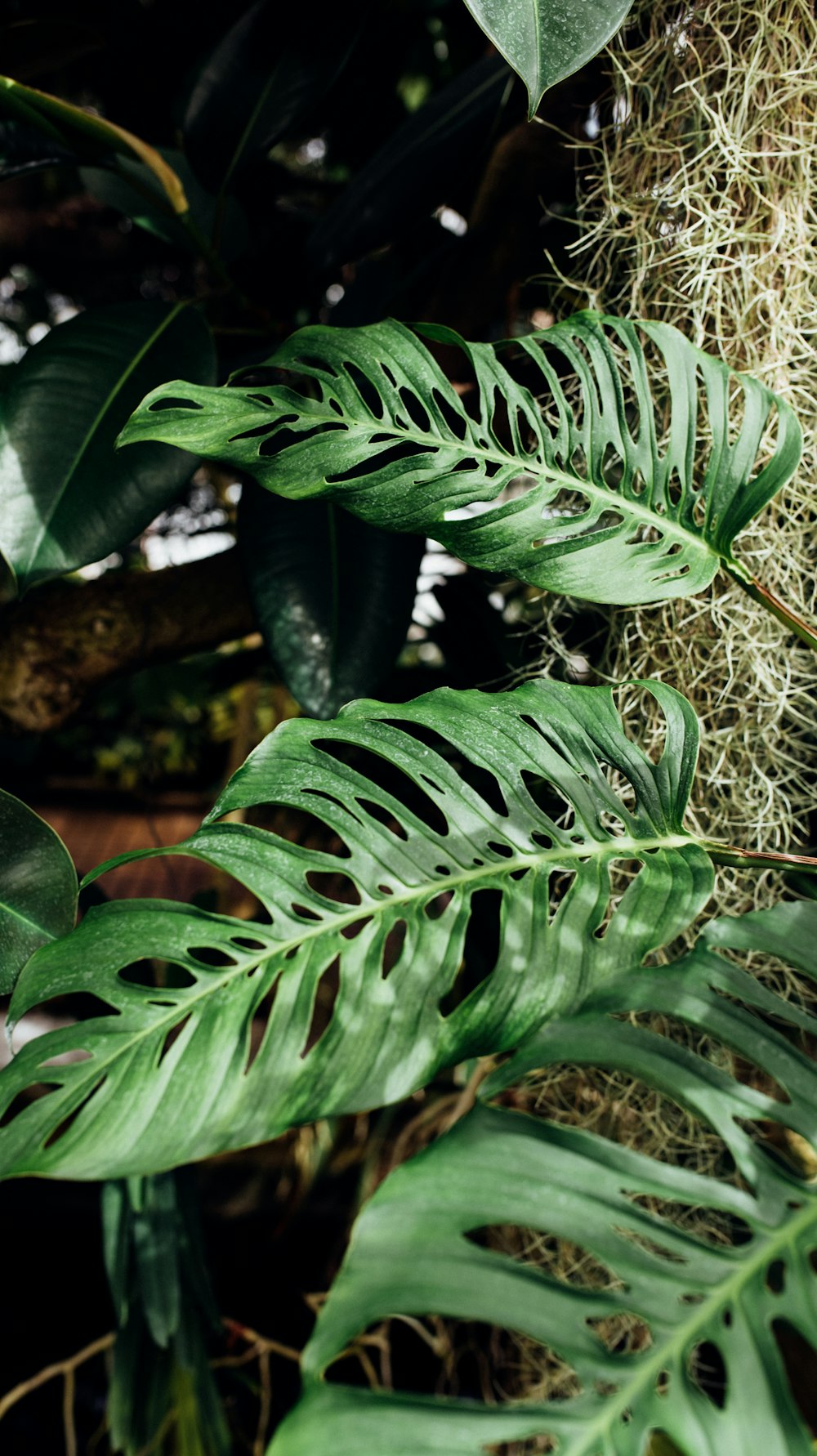 a close up of a plant with lots of leaves