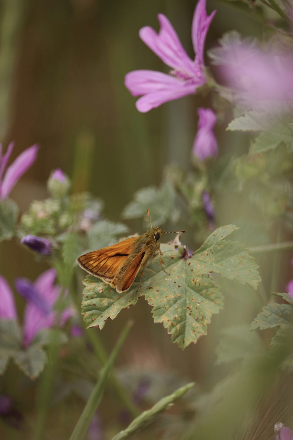 a small brown butterfly sitting on top of a leaf