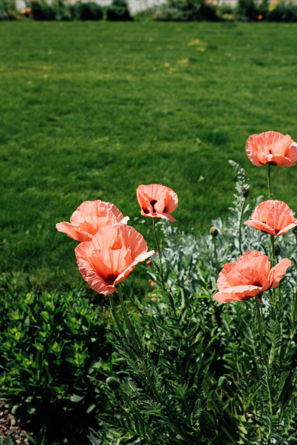 a bunch of flowers that are in the grass