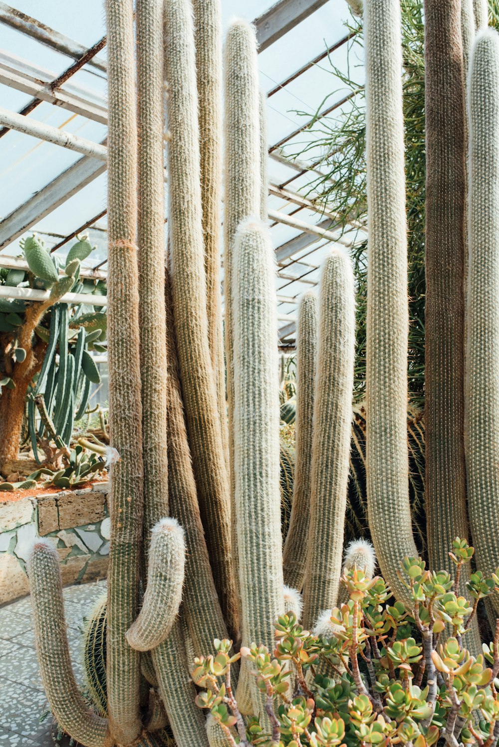 a group of cactus plants in a greenhouse