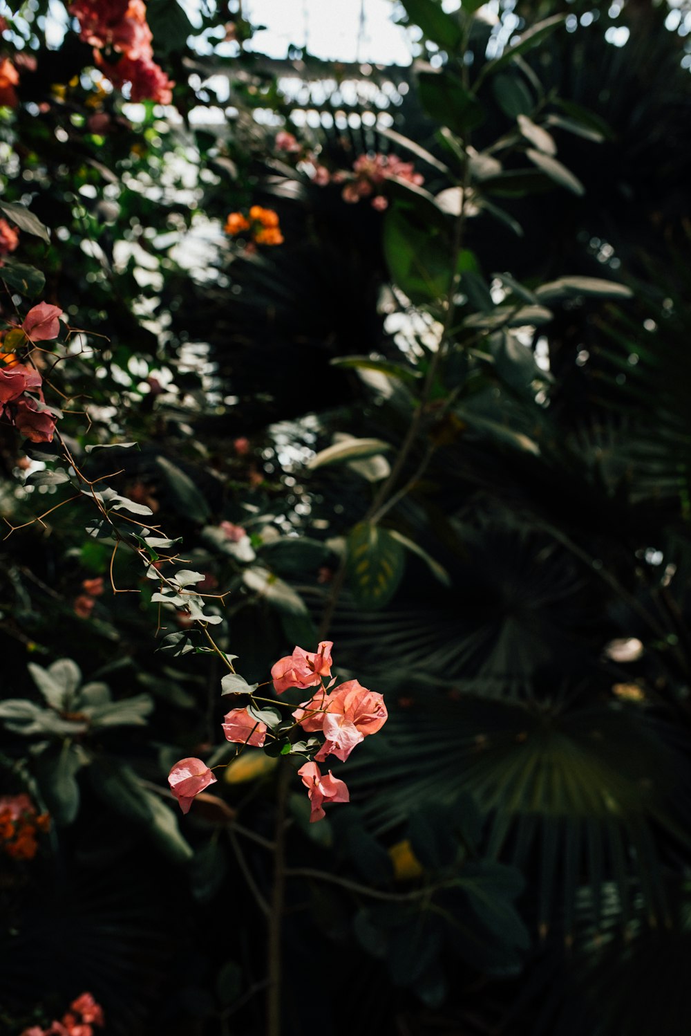 a bunch of flowers that are in the grass