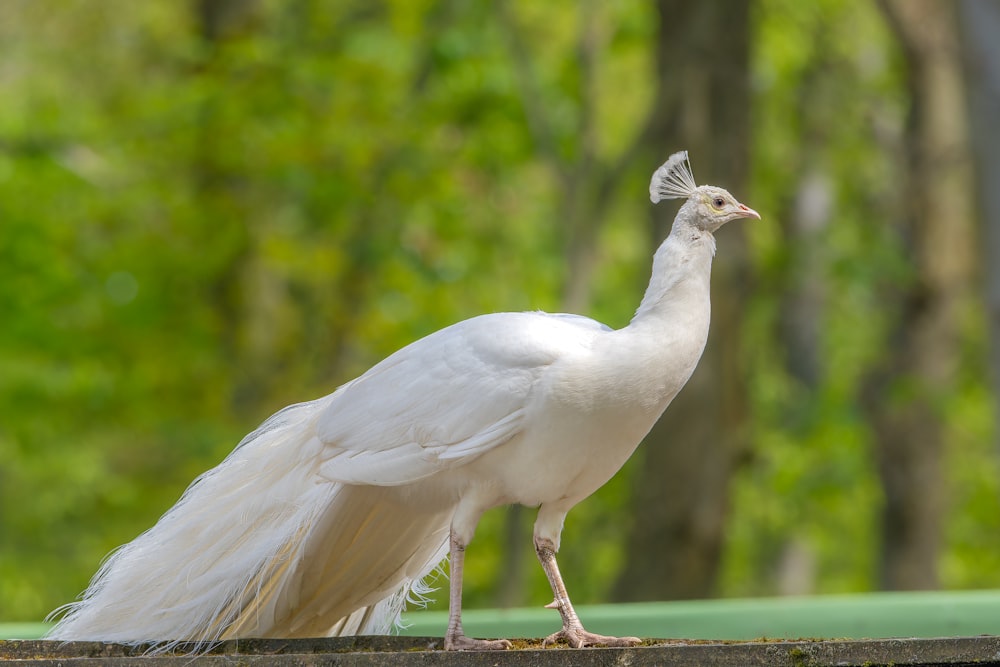棚の上に立っている長い尾を持つ白い鳥
