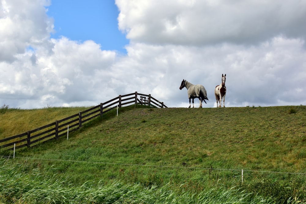 two horses standing on top of a lush green hillside