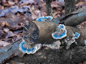 Close-up of vibrant blue oyster mushrooms clustered on a rustic wooden log