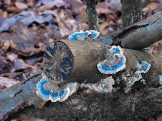 Close-up of vibrant blue oyster mushrooms clustered on a rustic wooden log