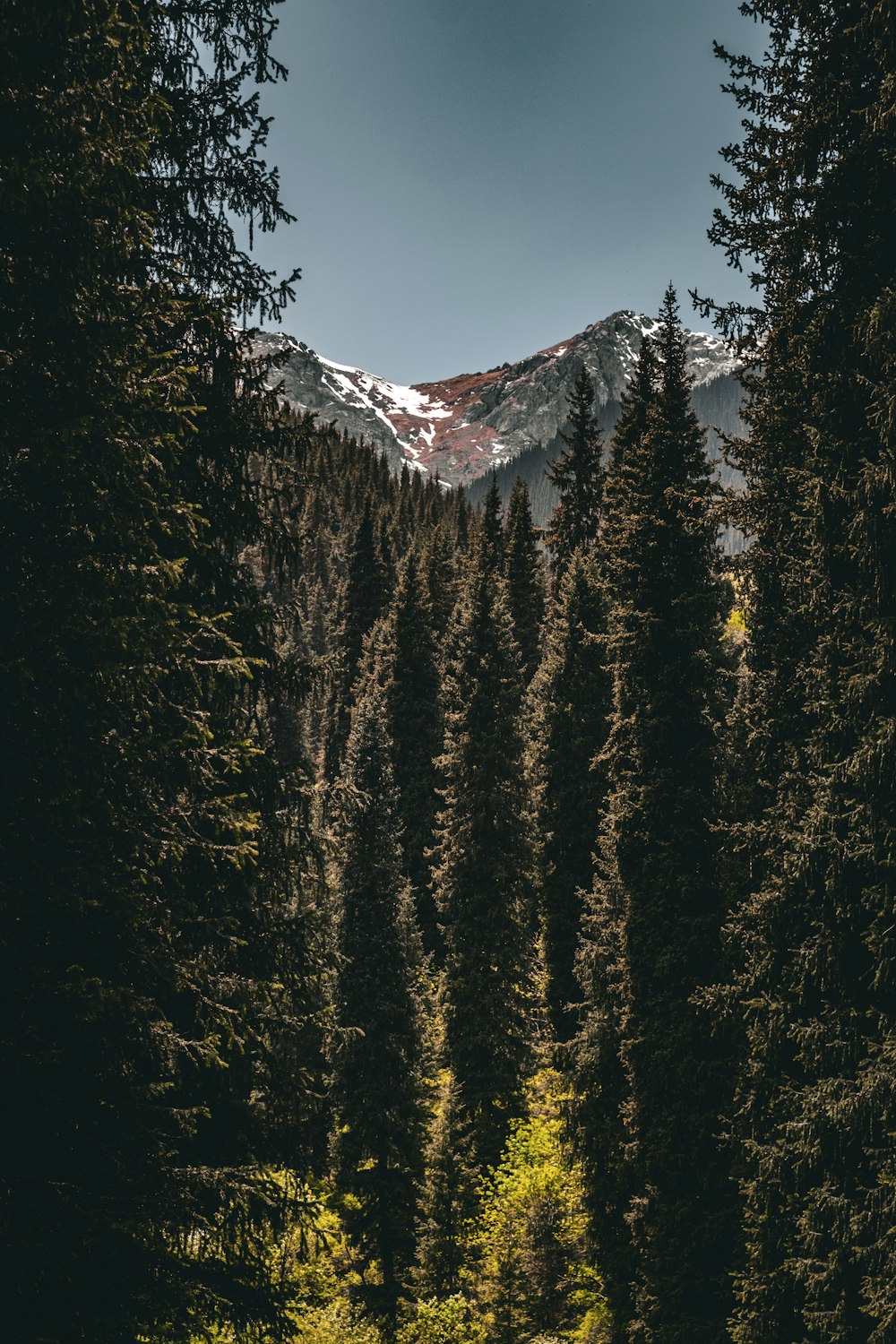 a forest filled with lots of tall pine trees