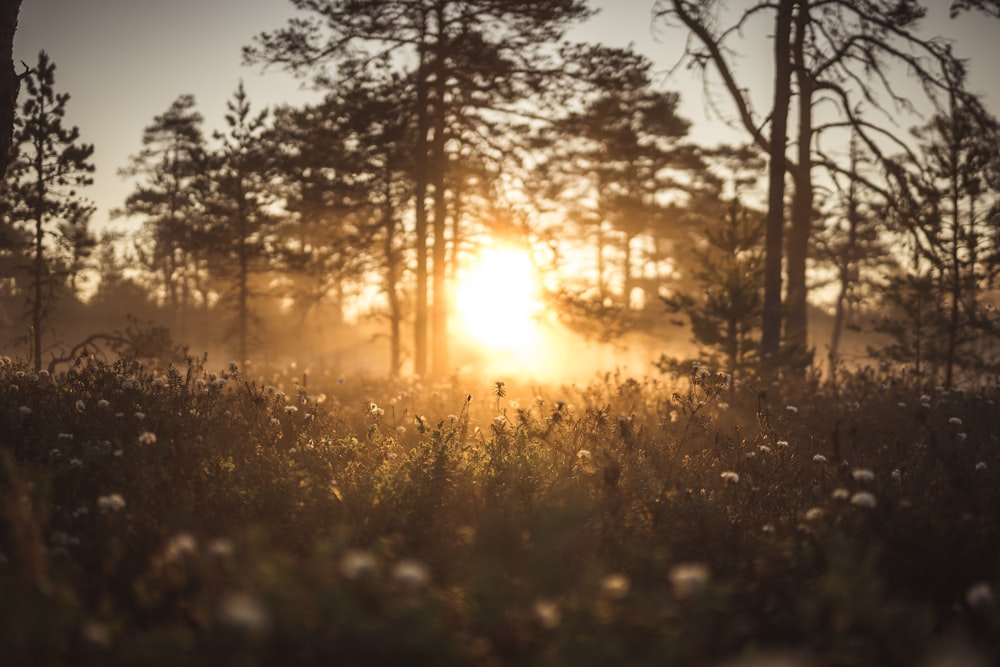 the sun is shining through the trees in the woods