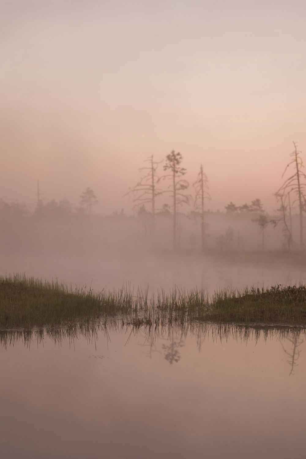 a body of water surrounded by trees and fog