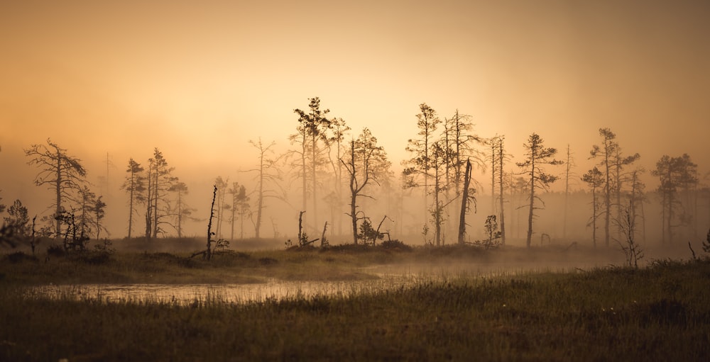 a foggy field with trees in the distance