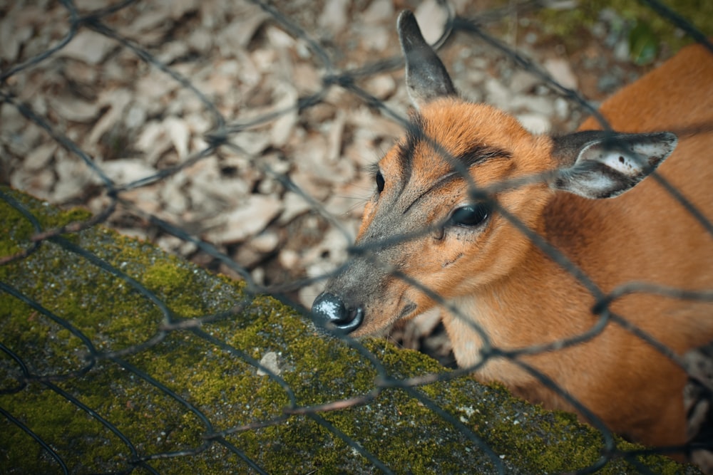 a deer behind a fence looking at the camera