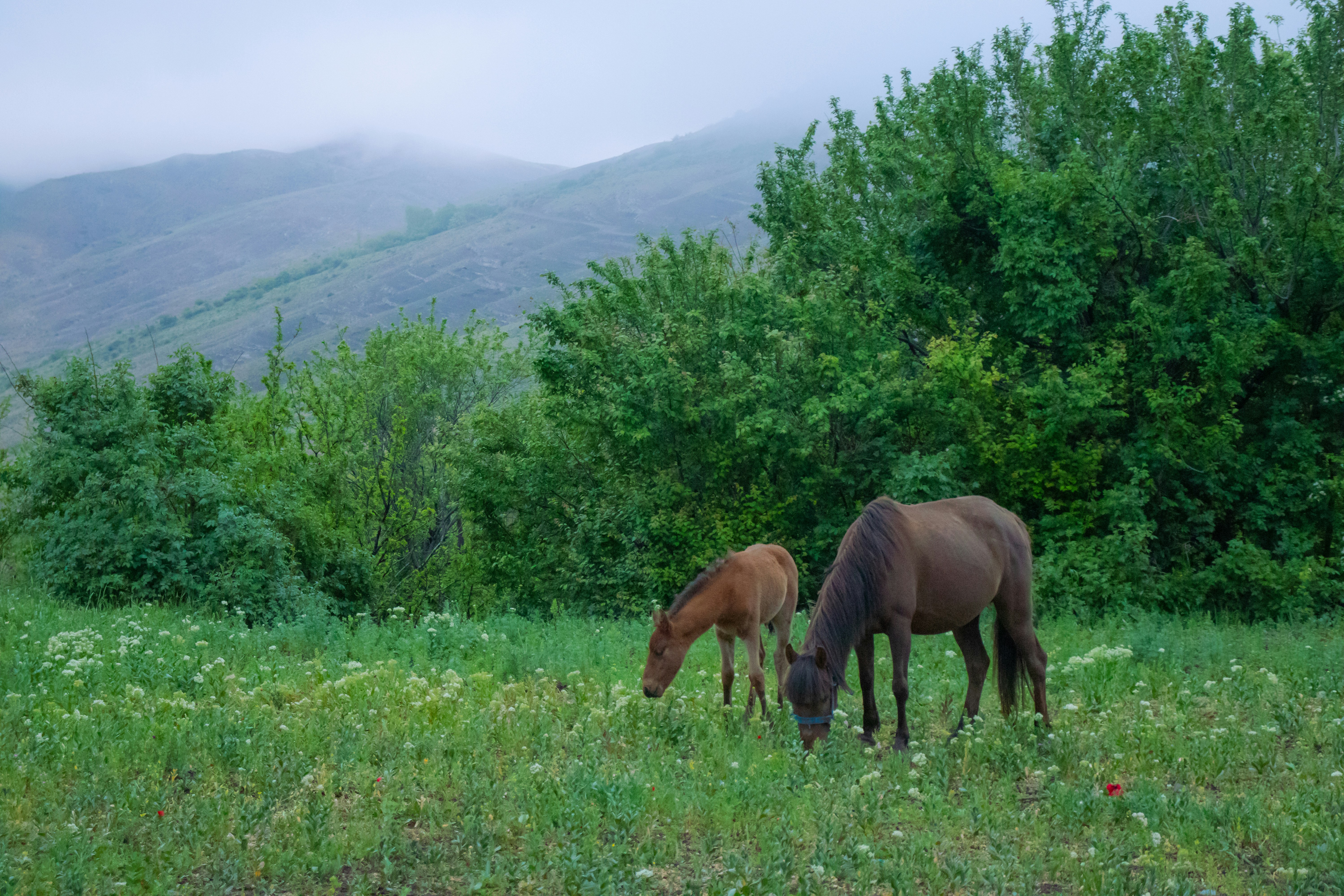Photo by amirjaalili