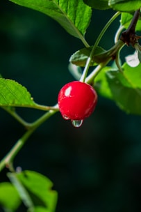 a cherry hanging from a tree with water droplets on it