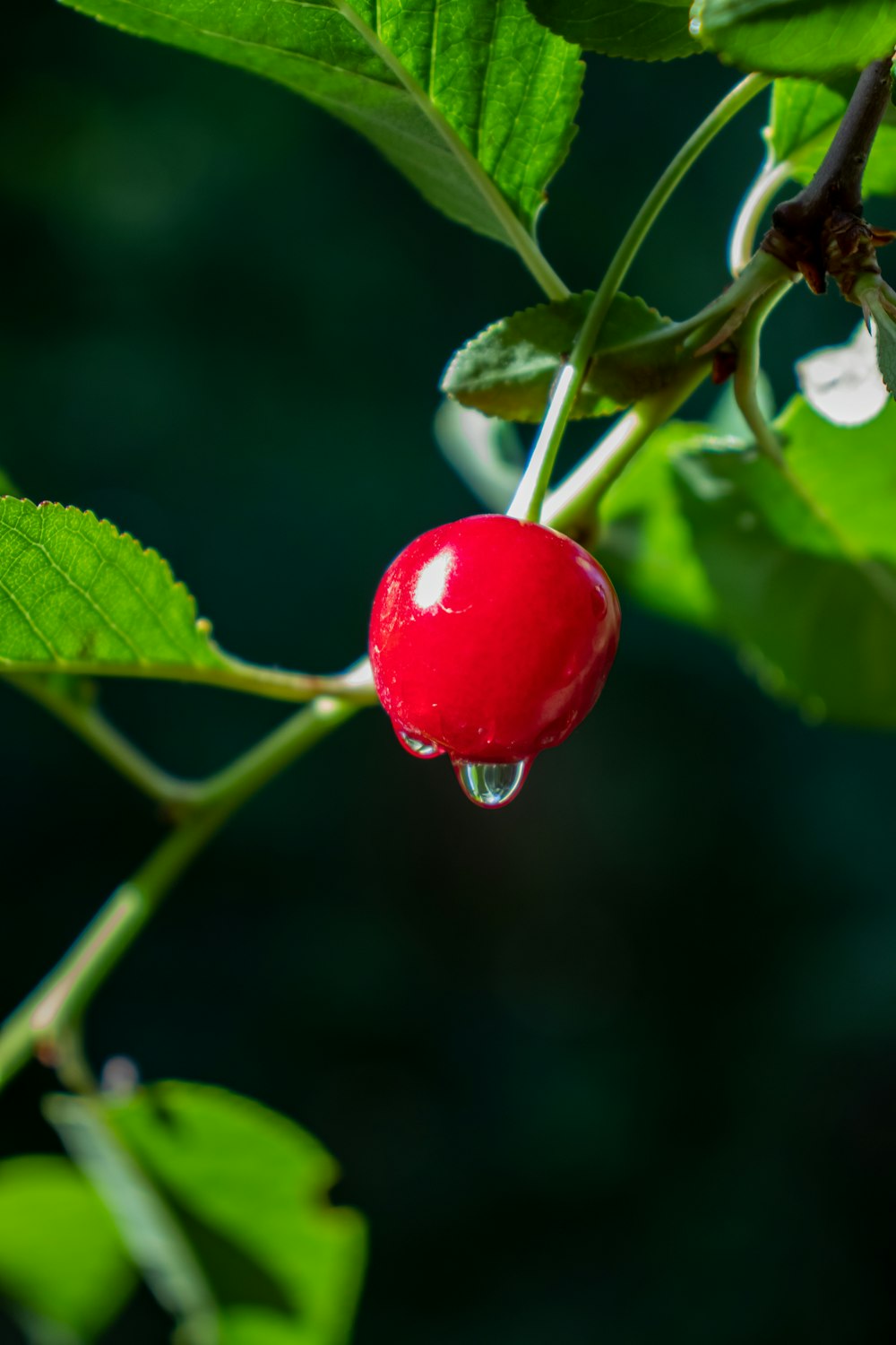 a cherry hanging from a tree with water droplets on it