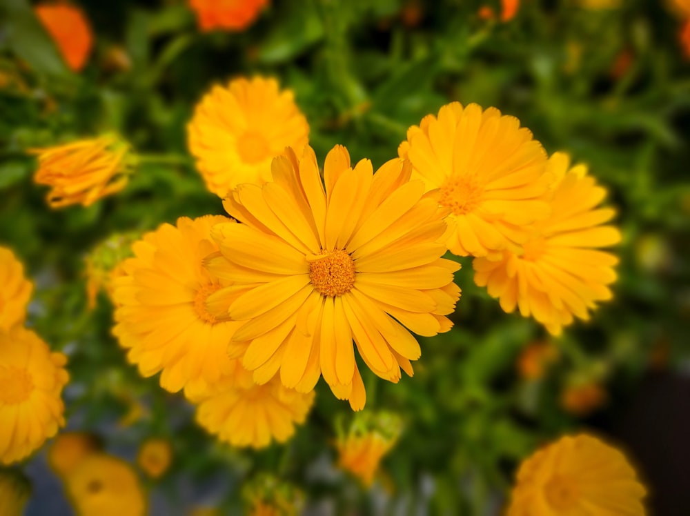 a bunch of yellow flowers that are in a vase