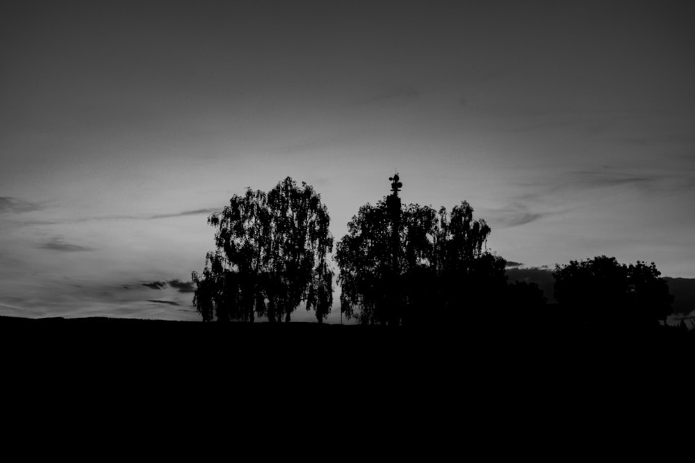 a black and white photo of two trees