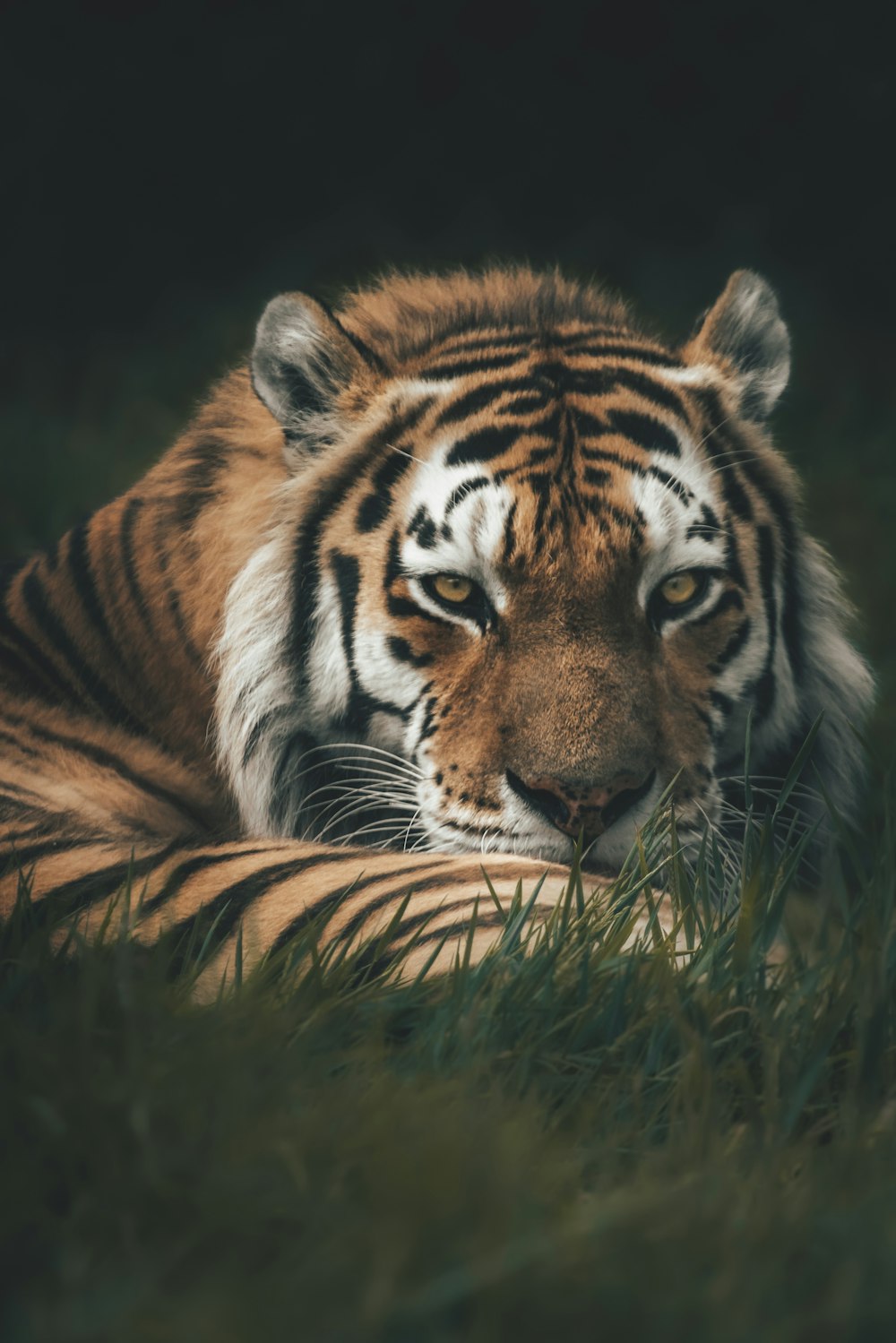 a tiger laying in the grass looking at the camera