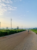 A cyclist riding on a quiet country road lined with light green trees under a clear sky.