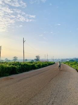 A cyclist riding on a quiet country road lined with light green trees under a clear sky.
