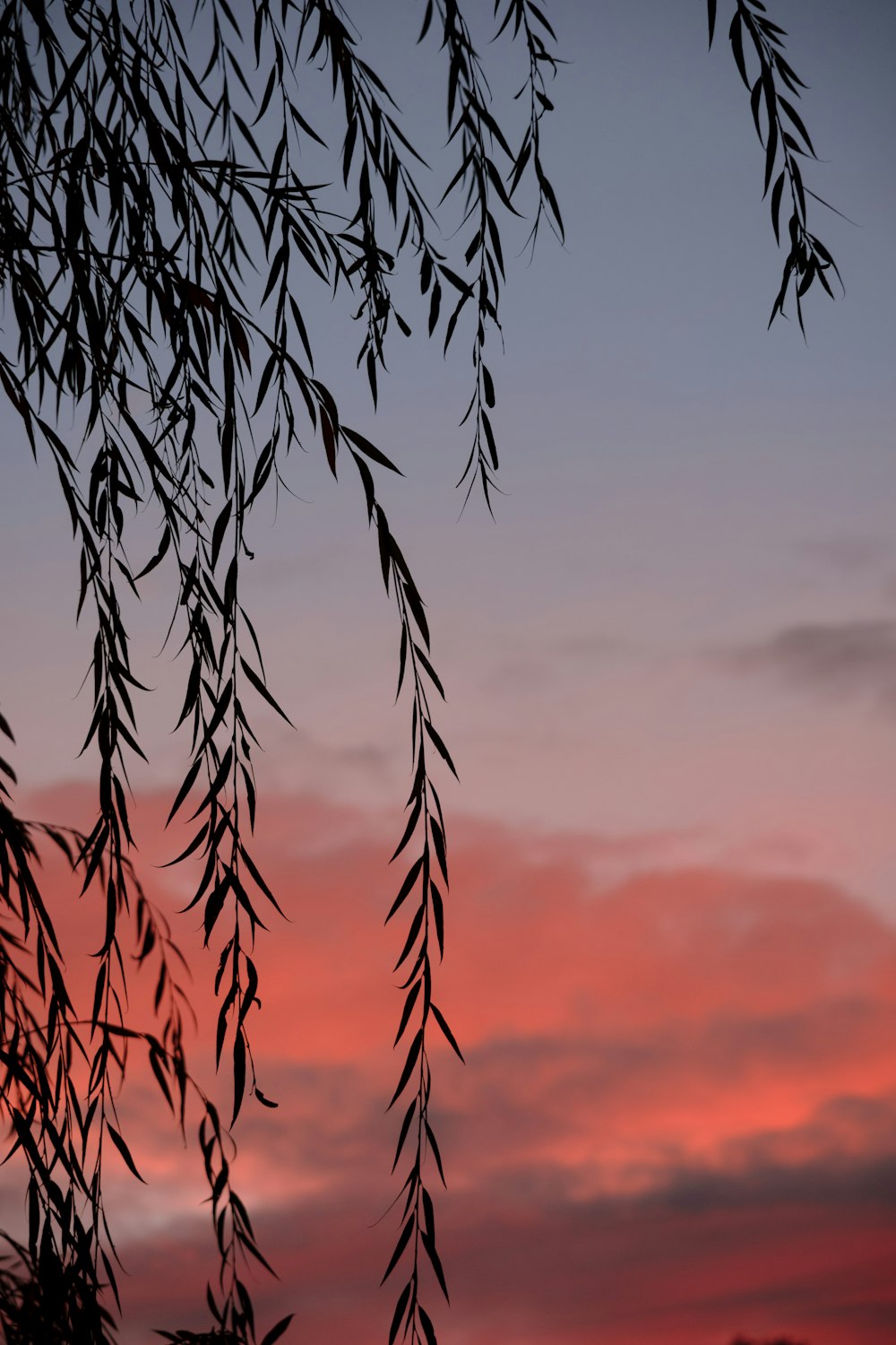 Il sole tramonta dietro i rami di un albero