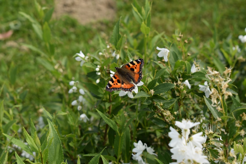 a butterfly sitting on a flower in a field