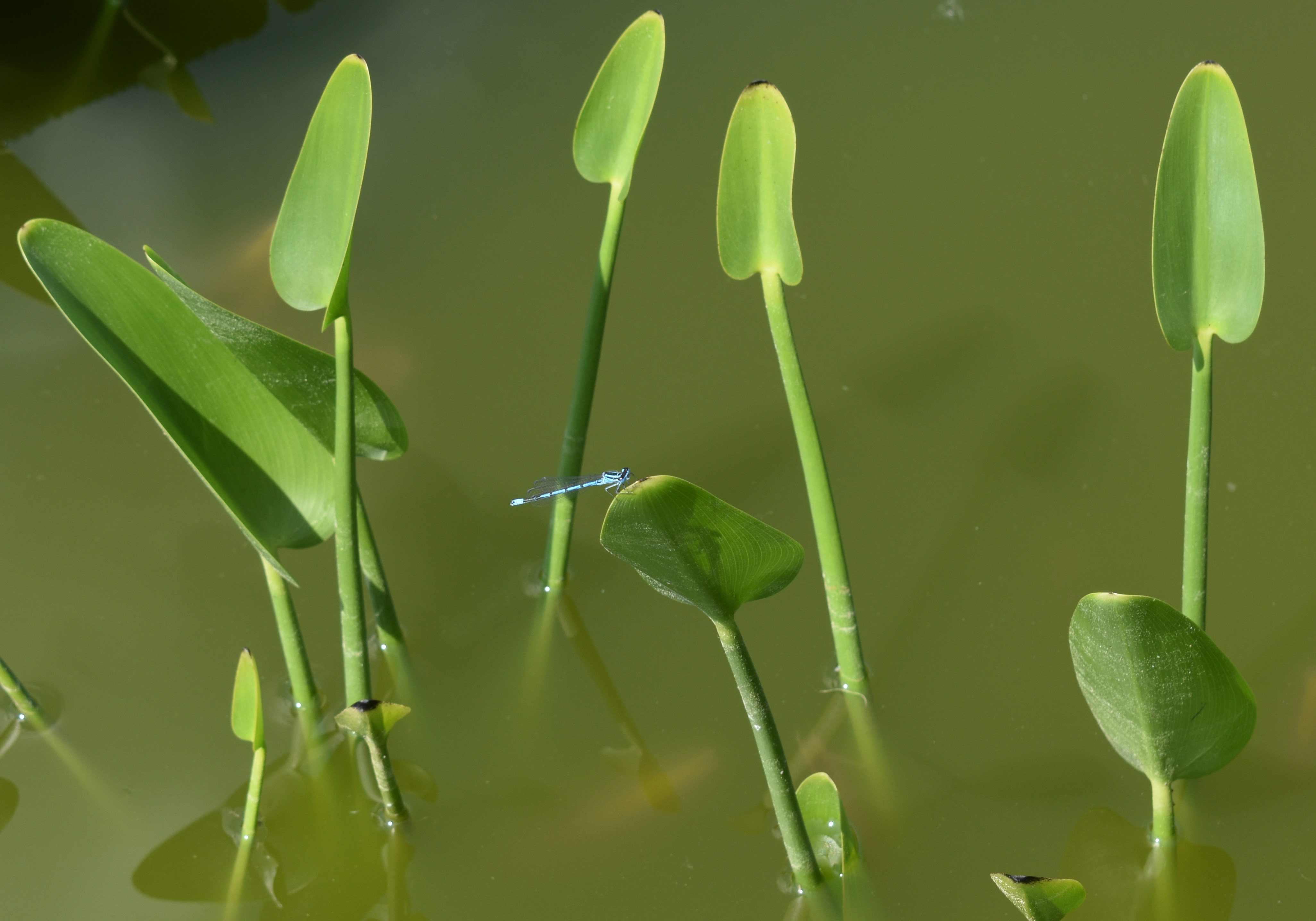 Photo by ninaelisereiter