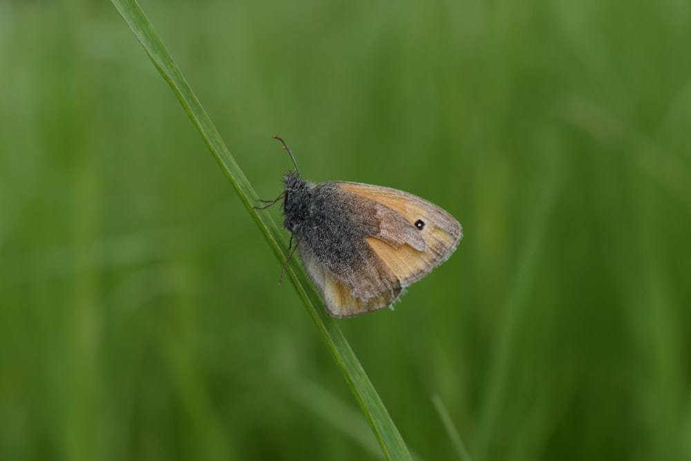 a close up of a small brown and black insect on a blade of grass