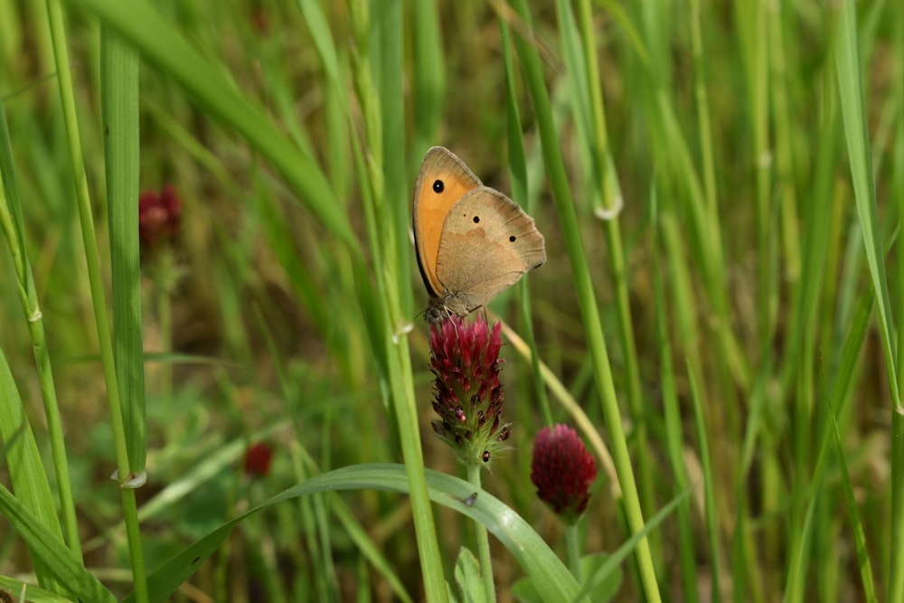 a butterfly sitting on top of a flower in a field