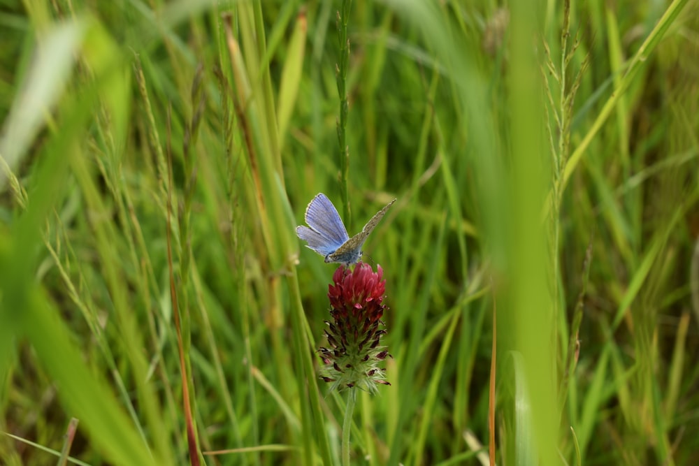 a small blue butterfly sitting on top of a red flower