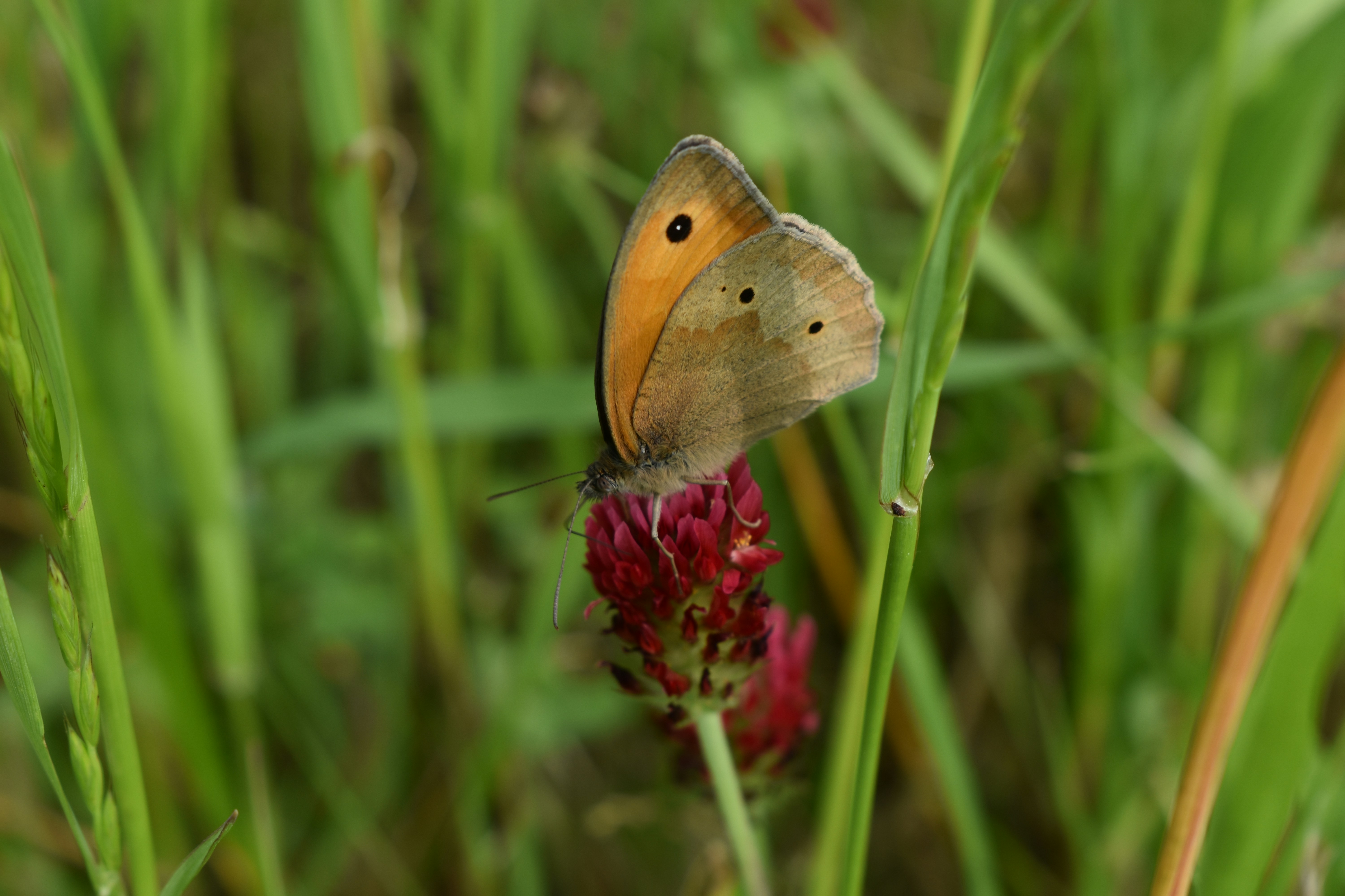 Photo by ninaelisereiter