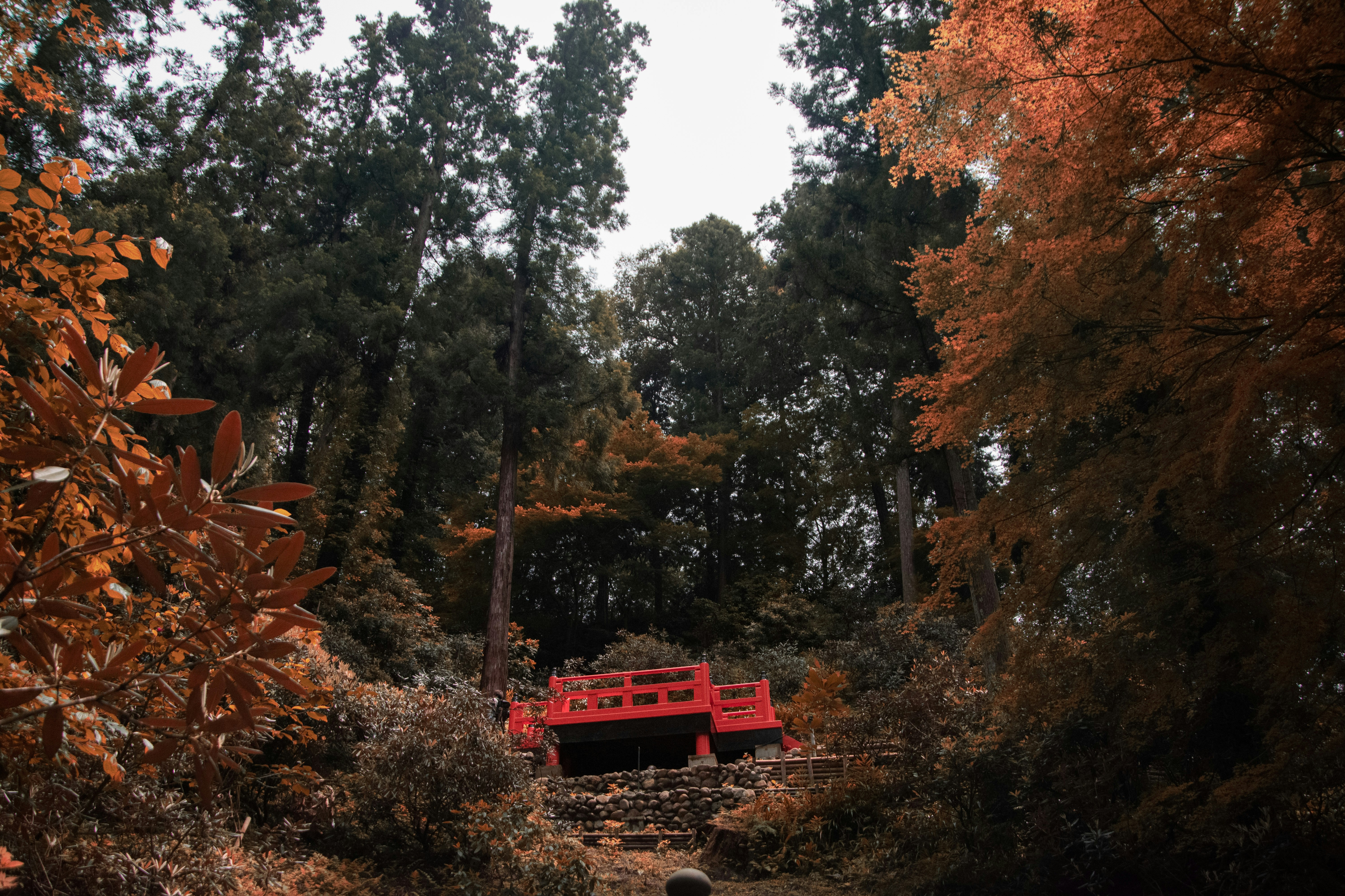 a red bench sitting in the middle of a forest