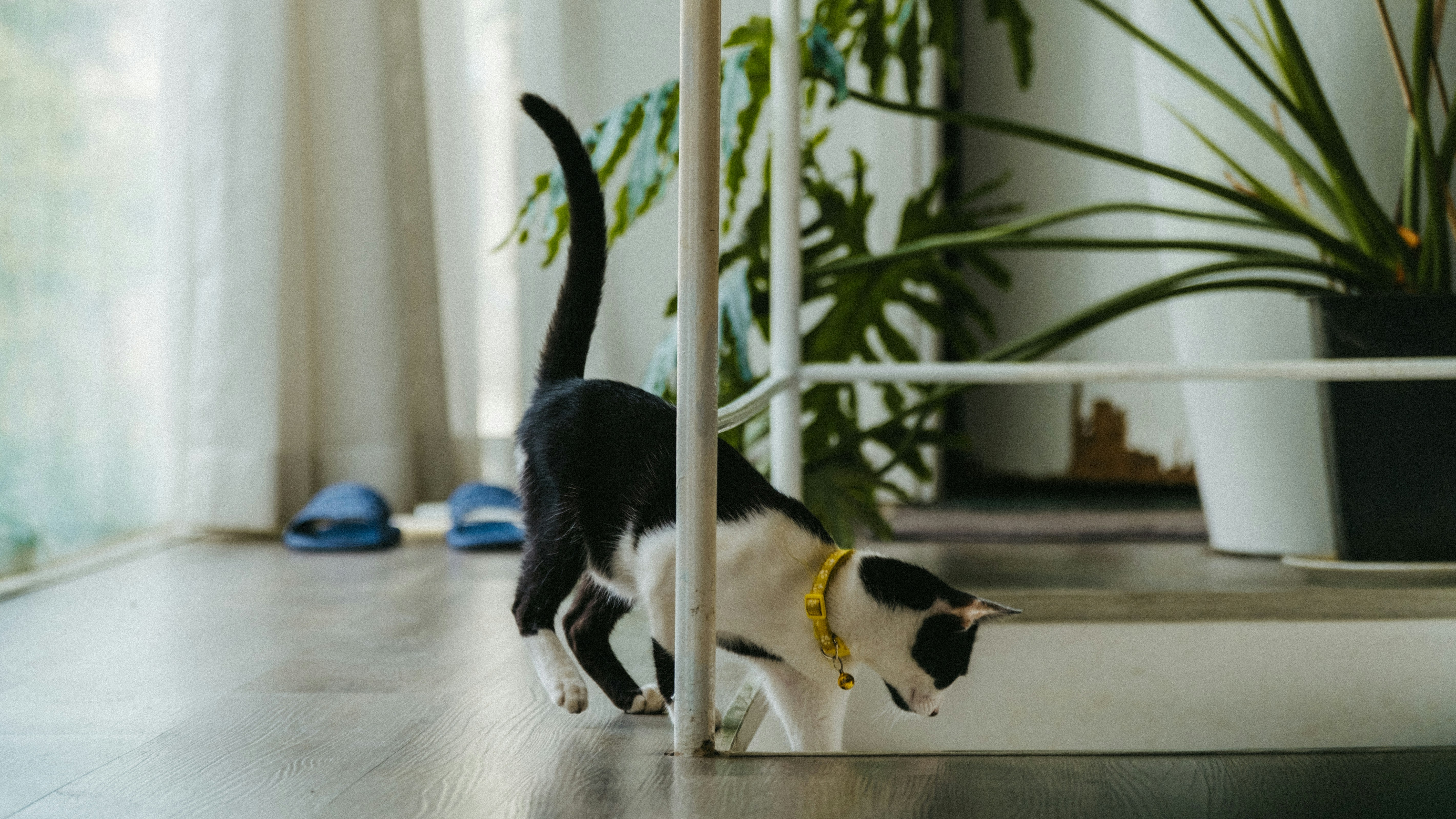 7 Cat Health Tips to Build Daily Movement Routines