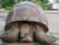 A large tortoise is resting on a concrete surface with its head and legs partially retracted into its shell. The background includes greenery and a vehicle parked nearby.