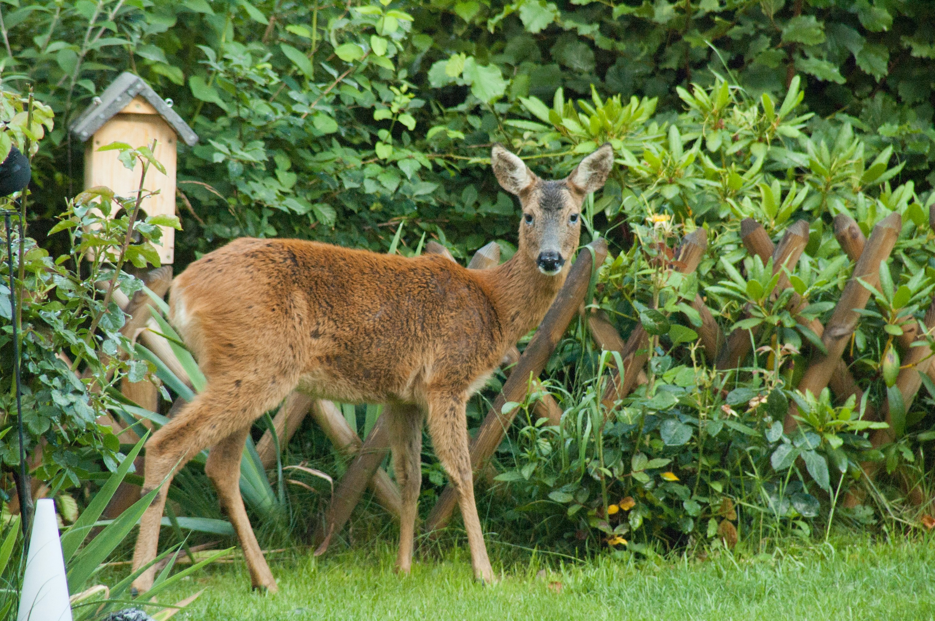 10 Proven Ways to Keep Deer Out of Your Garden (Without Harm)