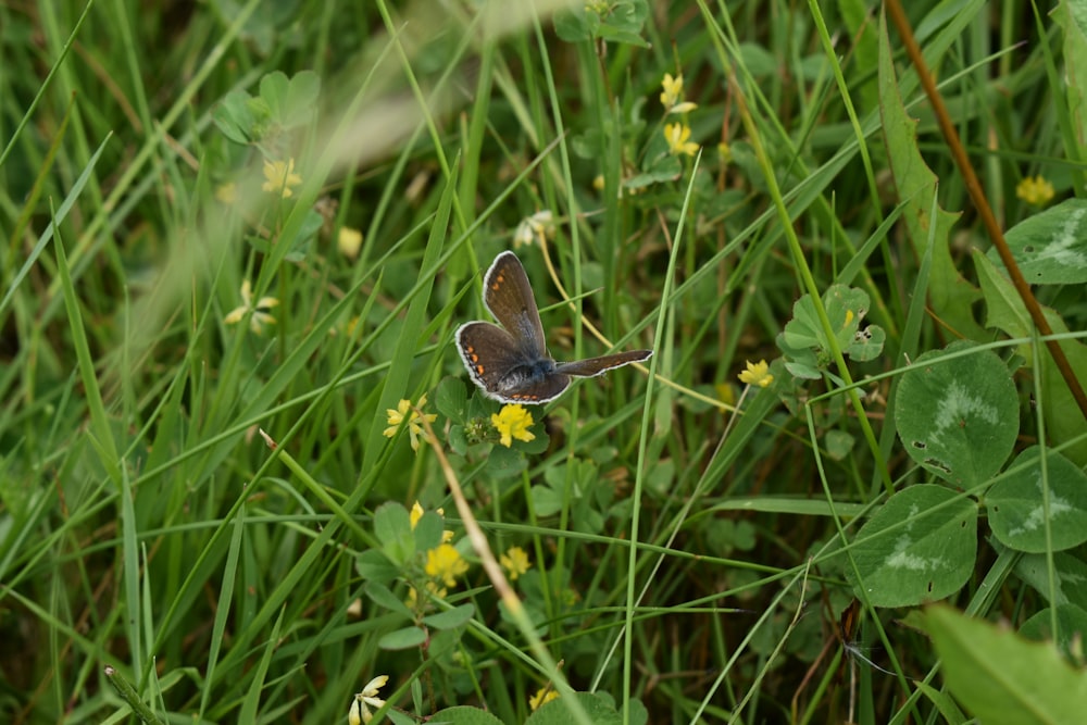 una farfalla blu seduta in cima a un campo verde
