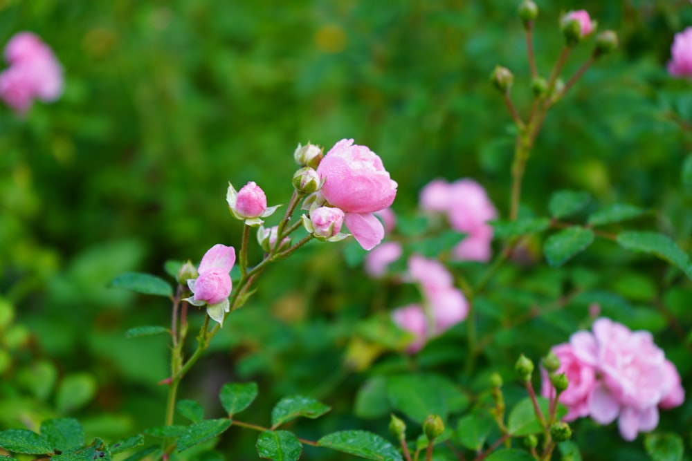 pink flowers with green leaves in the background