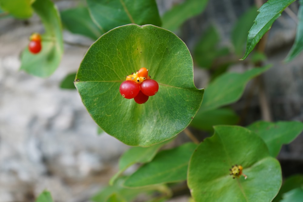 a green leaf with two red berries on it