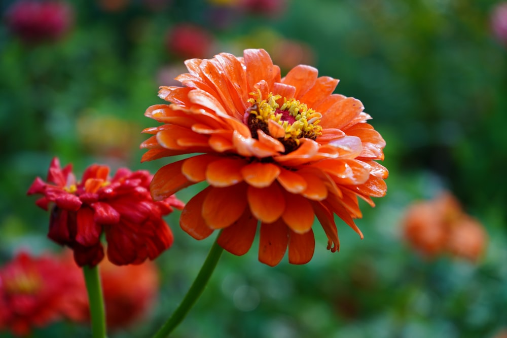 a close up of a flower with a blurry background