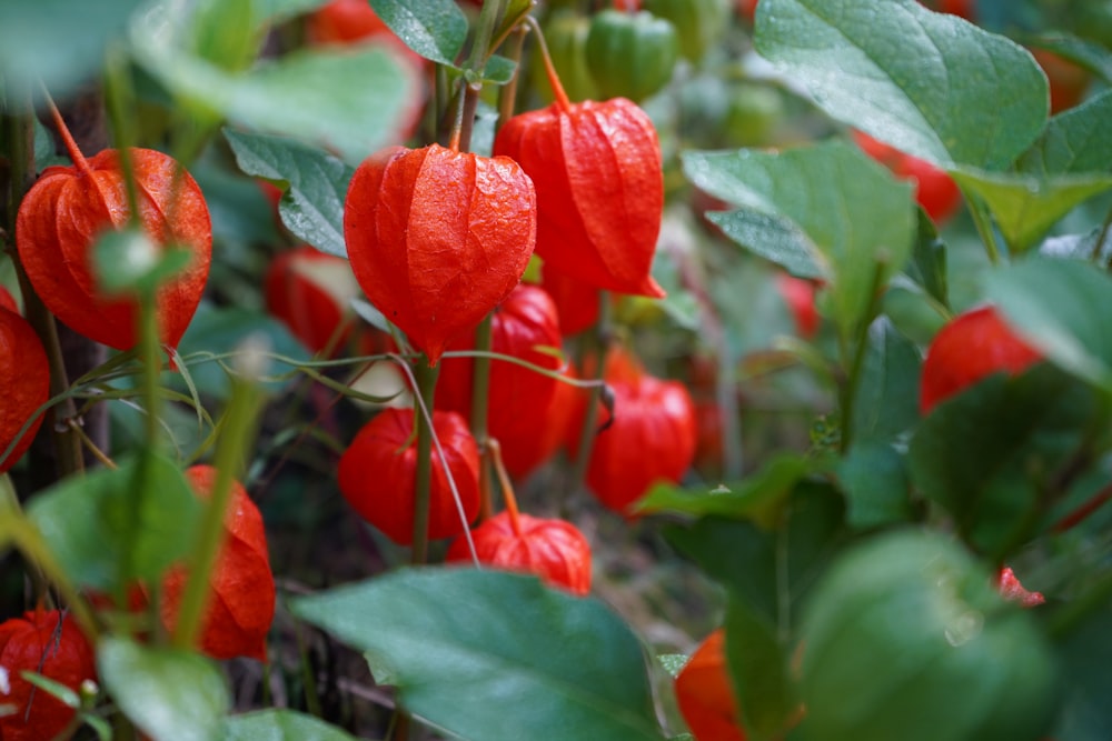 Un ramo de flores rojas con hojas verdes