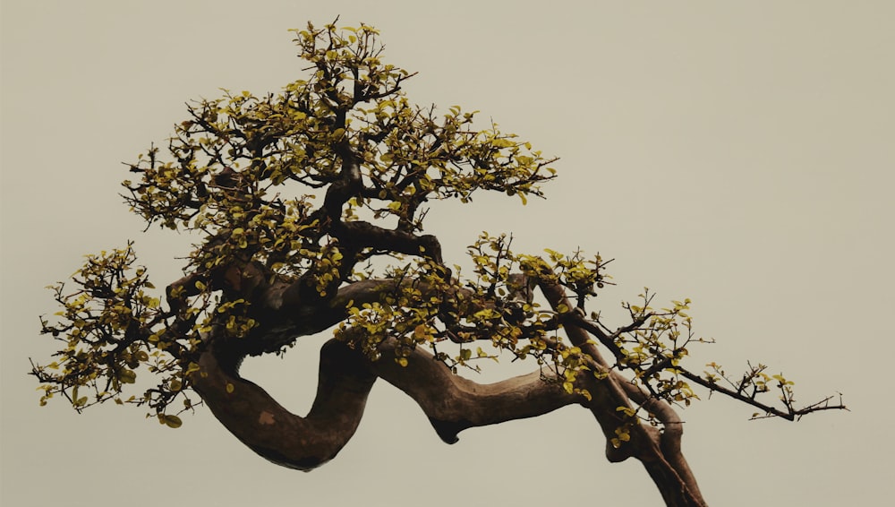 a bonsai tree with yellow flowers on it