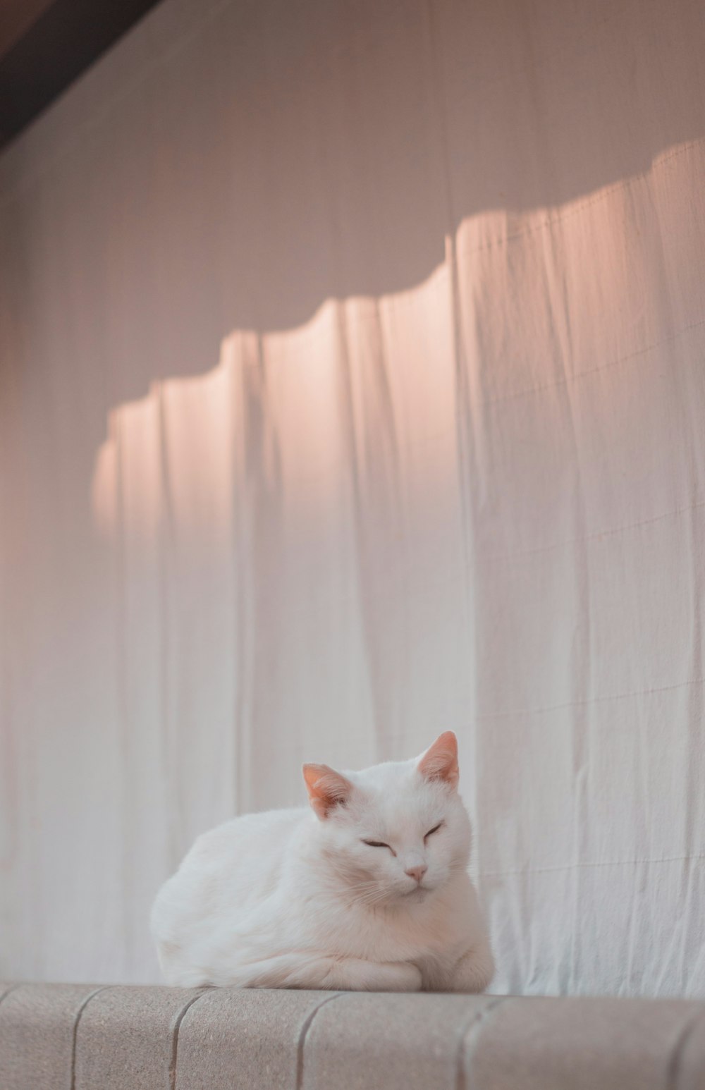 a white cat laying on top of a white curtain