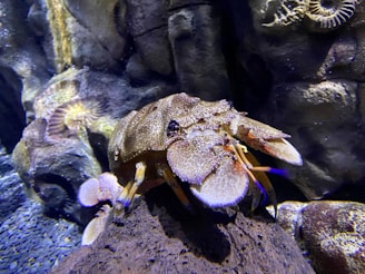 A crustacean with a textured brown shell is perched on a rock in an aquarium setting. Coral and rock formations surround the creature, with hues of purple and yellow visible in the background.