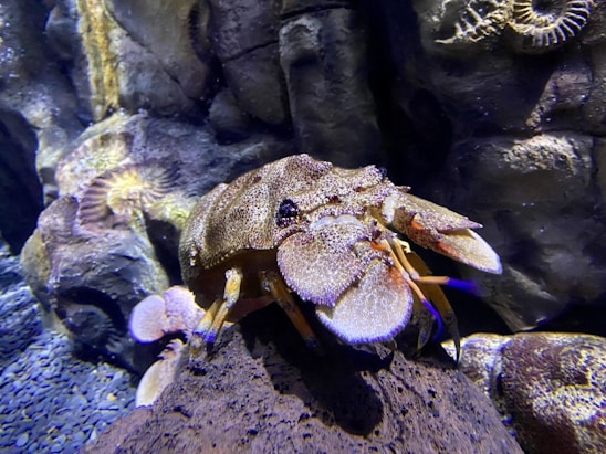 A crustacean with a textured brown shell is perched on a rock in an aquarium setting. Coral and rock formations surround the creature, with hues of purple and yellow visible in the background.