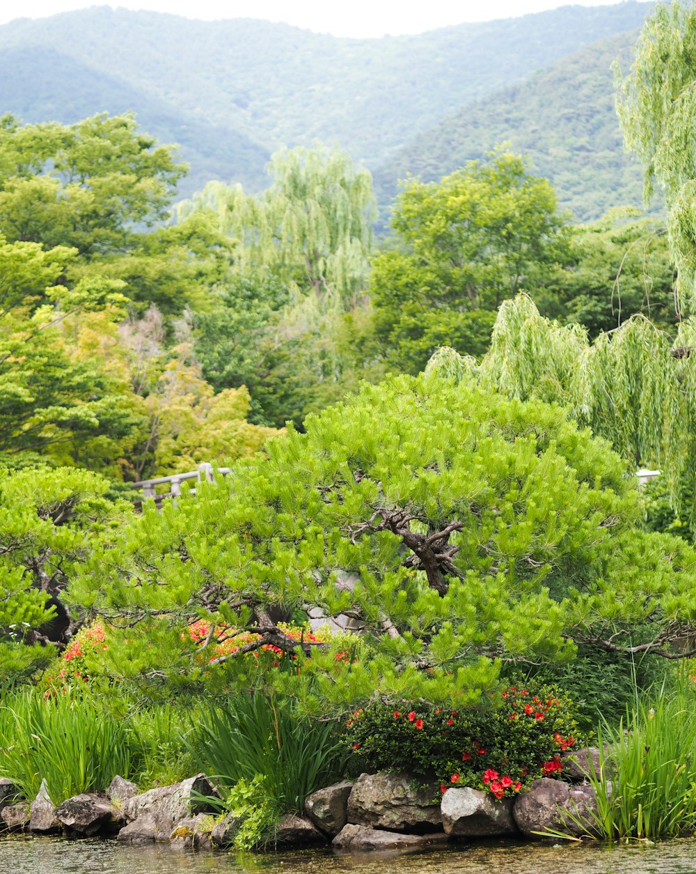 a small pond surrounded by trees and rocks