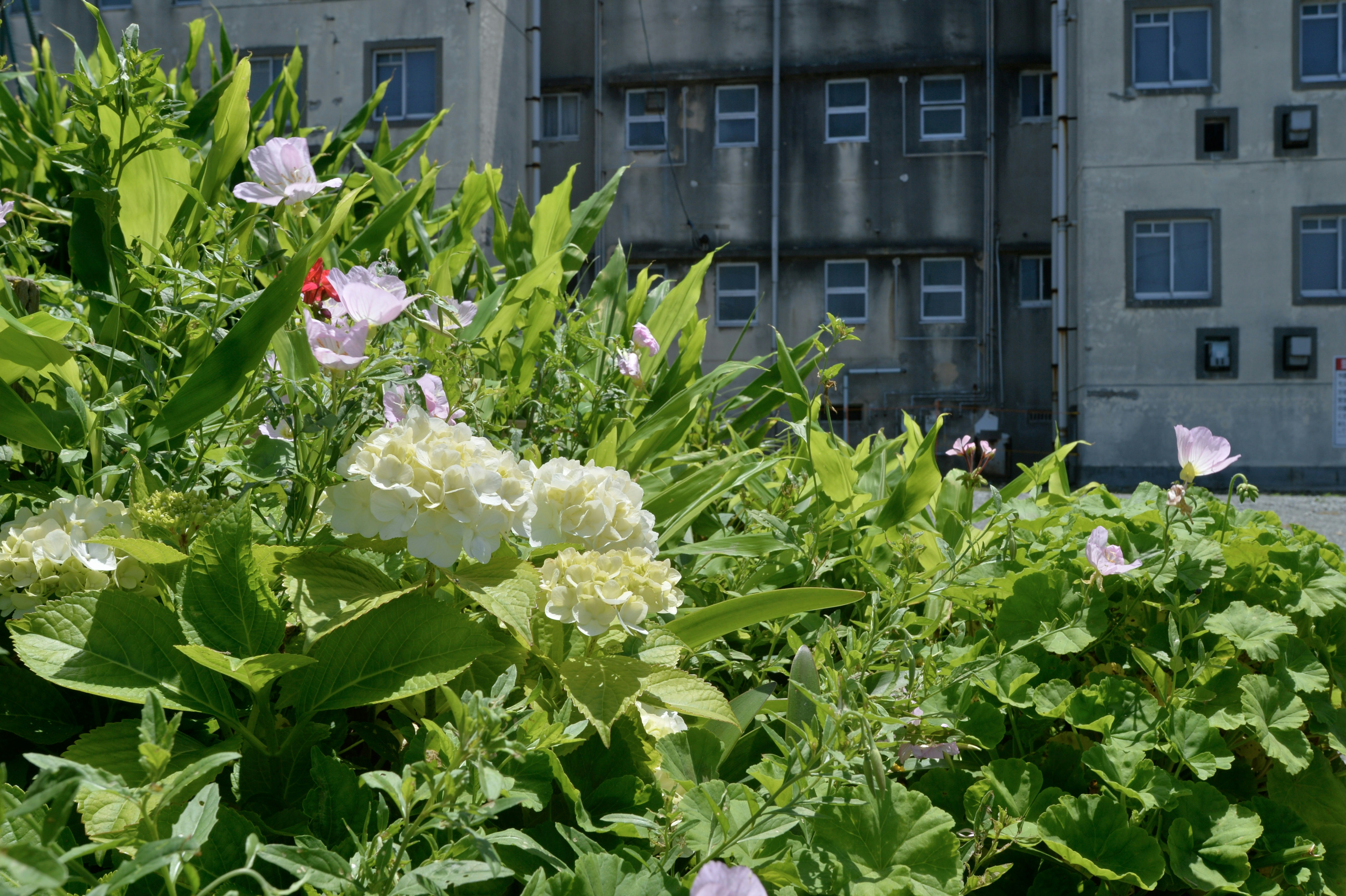 some white and pink flowers in front of a building